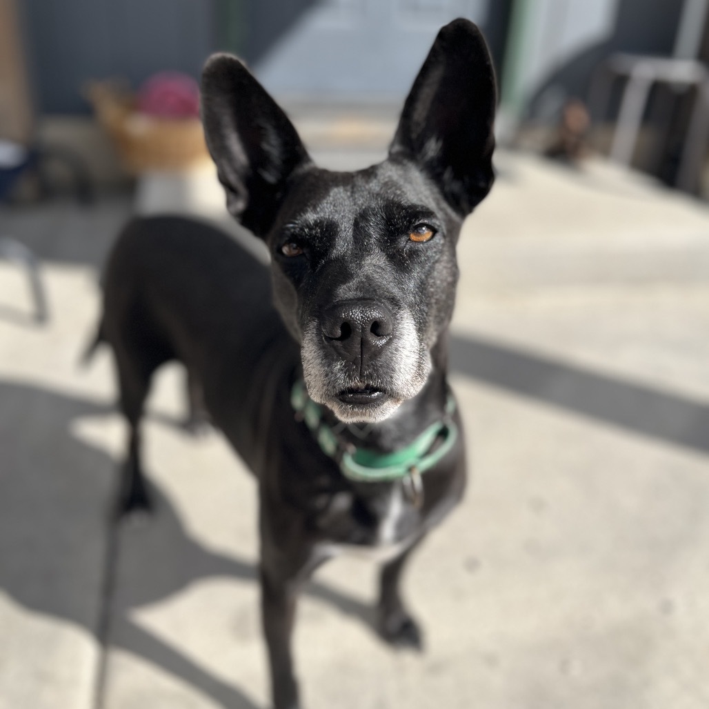 Fancy, an adoptable Mixed Breed in Lander, WY, 82520 | Photo Image 1