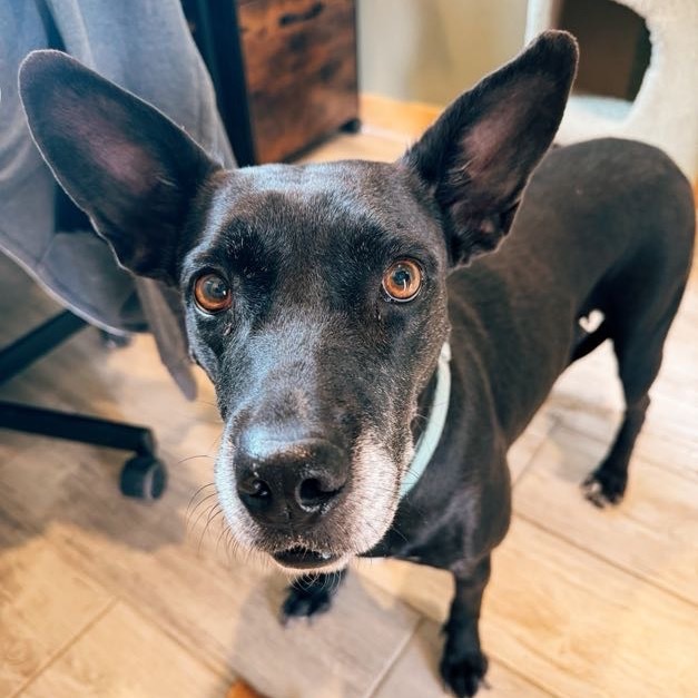 Fancy, an adoptable Mixed Breed in Lander, WY, 82520 | Photo Image 2