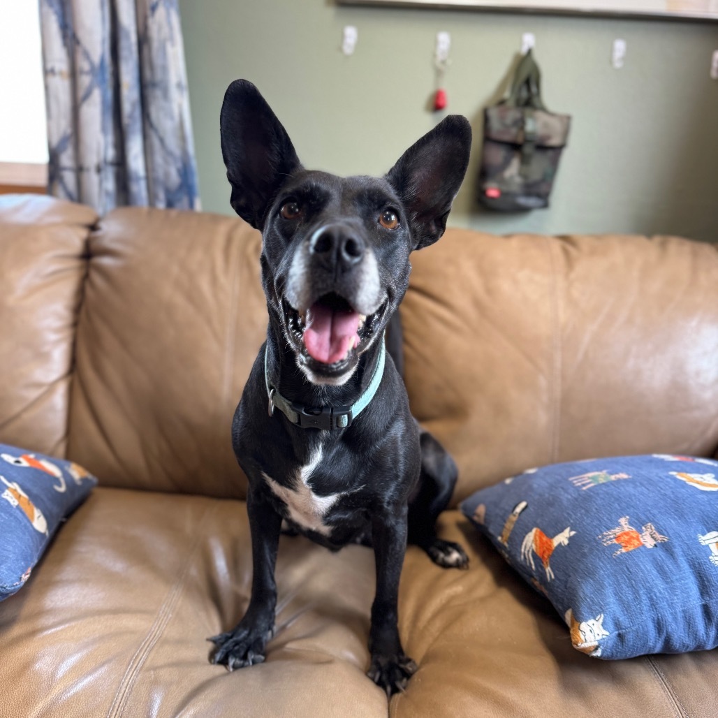Fancy, an adoptable Mixed Breed in Lander, WY, 82520 | Photo Image 3