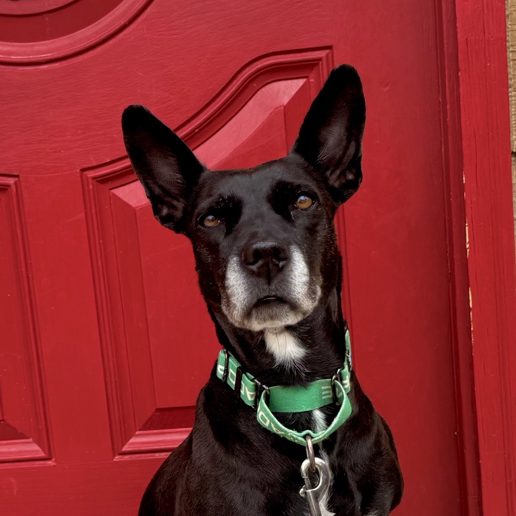 Fancy, an adoptable Mixed Breed in Lander, WY, 82520 | Photo Image 4
