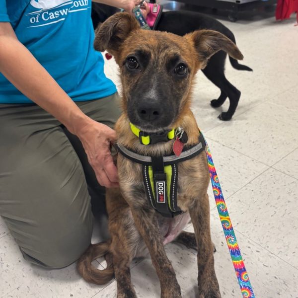 Lamb Chop thumbnail 2