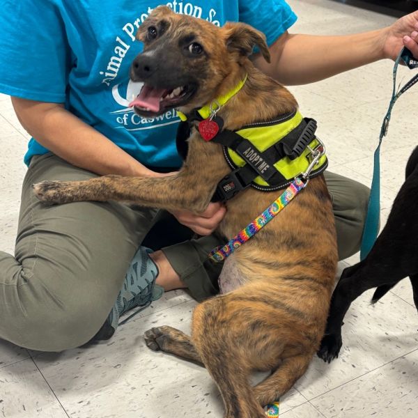 Lamb Chop thumbnail 3