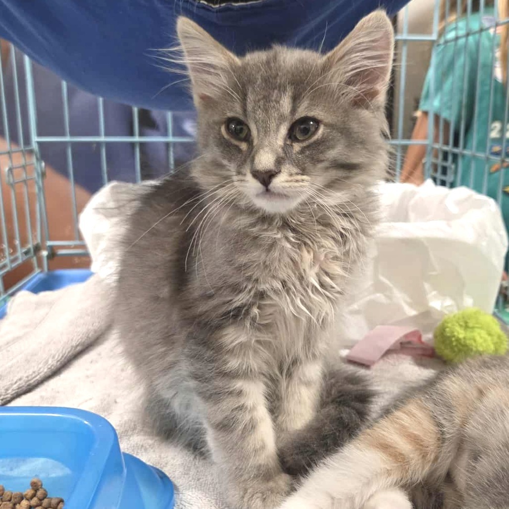 Nimbus B (Adopt with Brasi)
