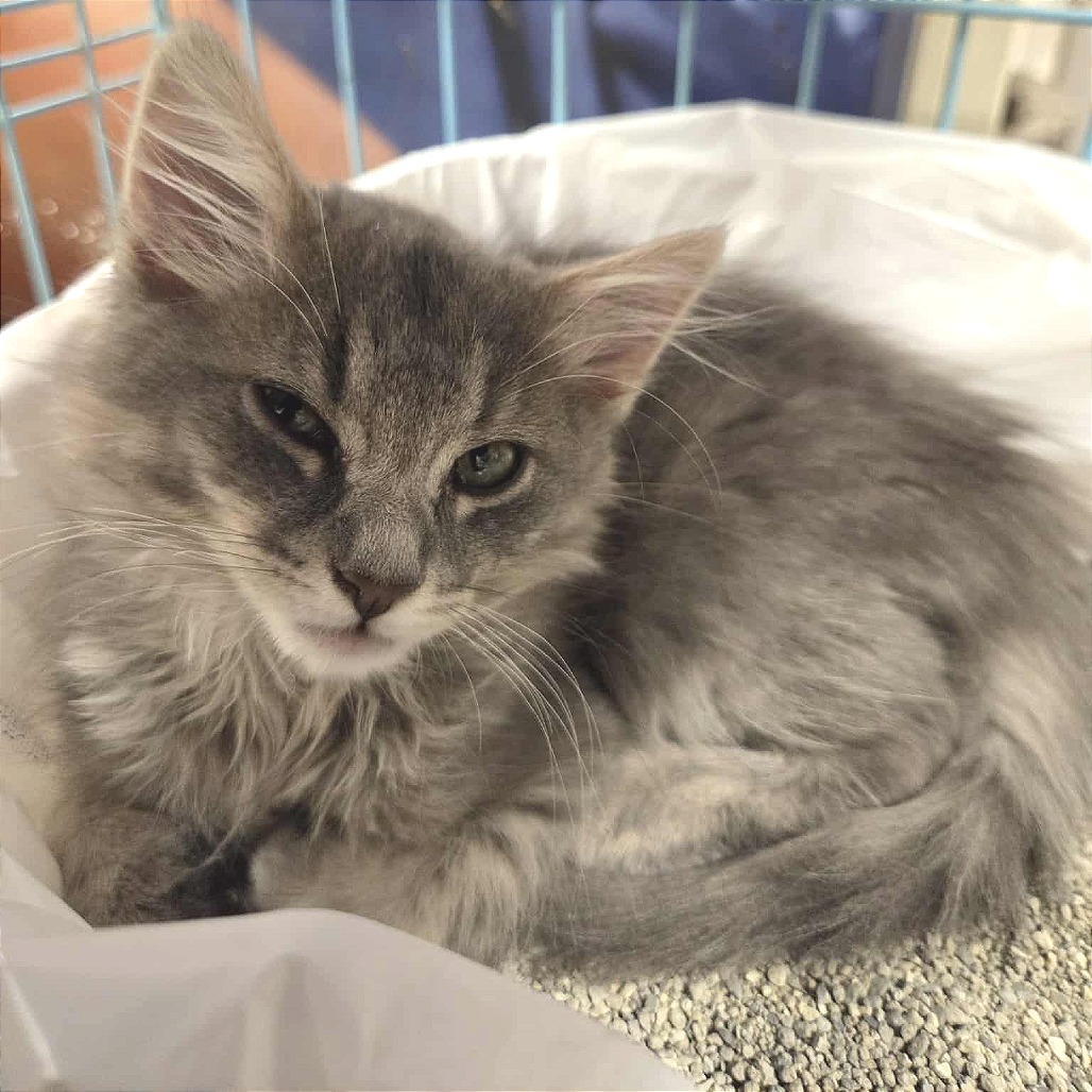 Nimbus B (Adopt with Brasi)