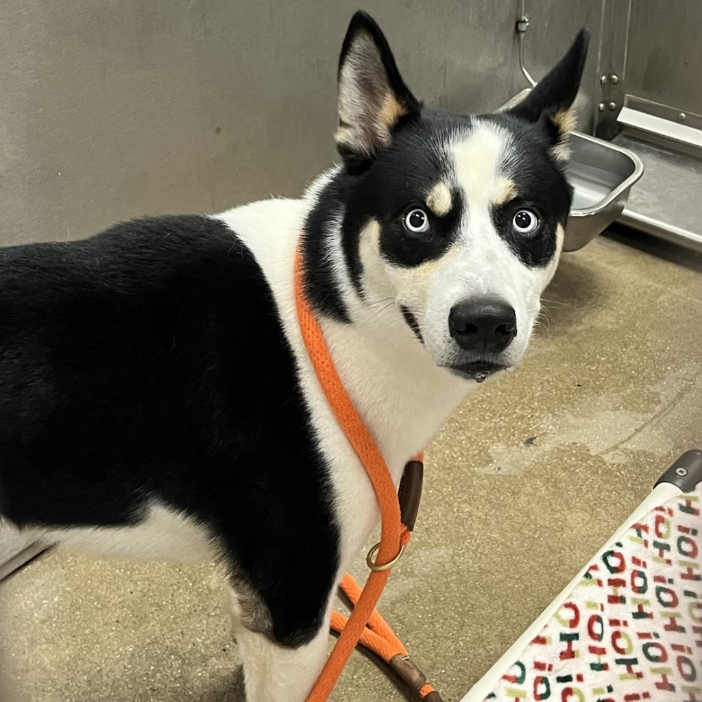 Bowie