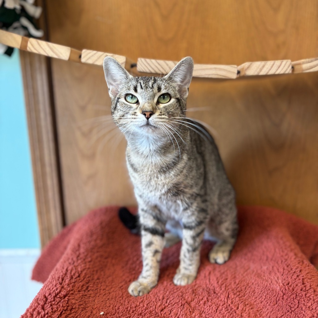 Katana--In Foster