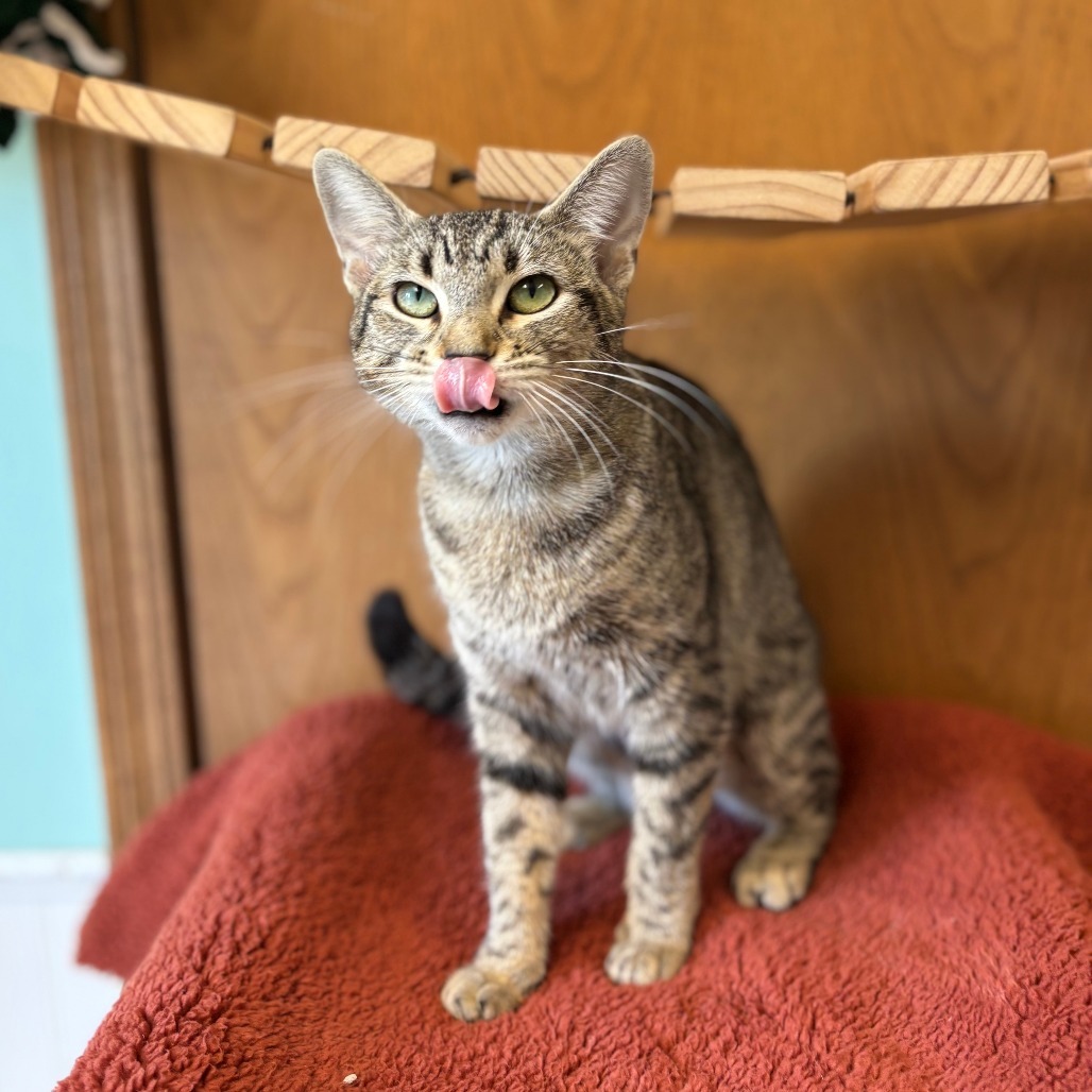 Katana--In Foster