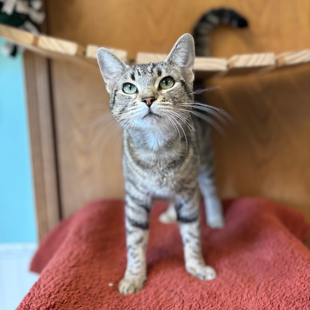 Katana--In Foster