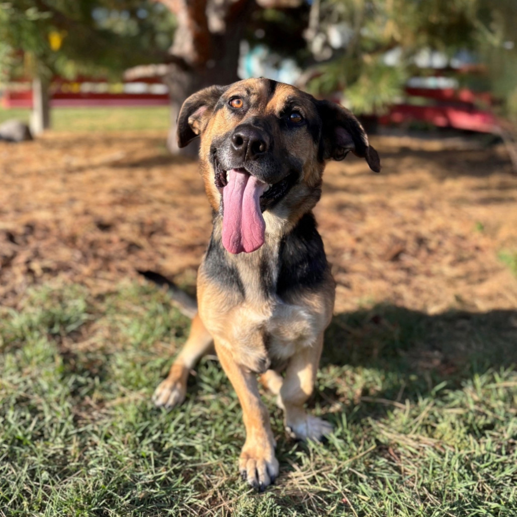 Spirit--In Foster