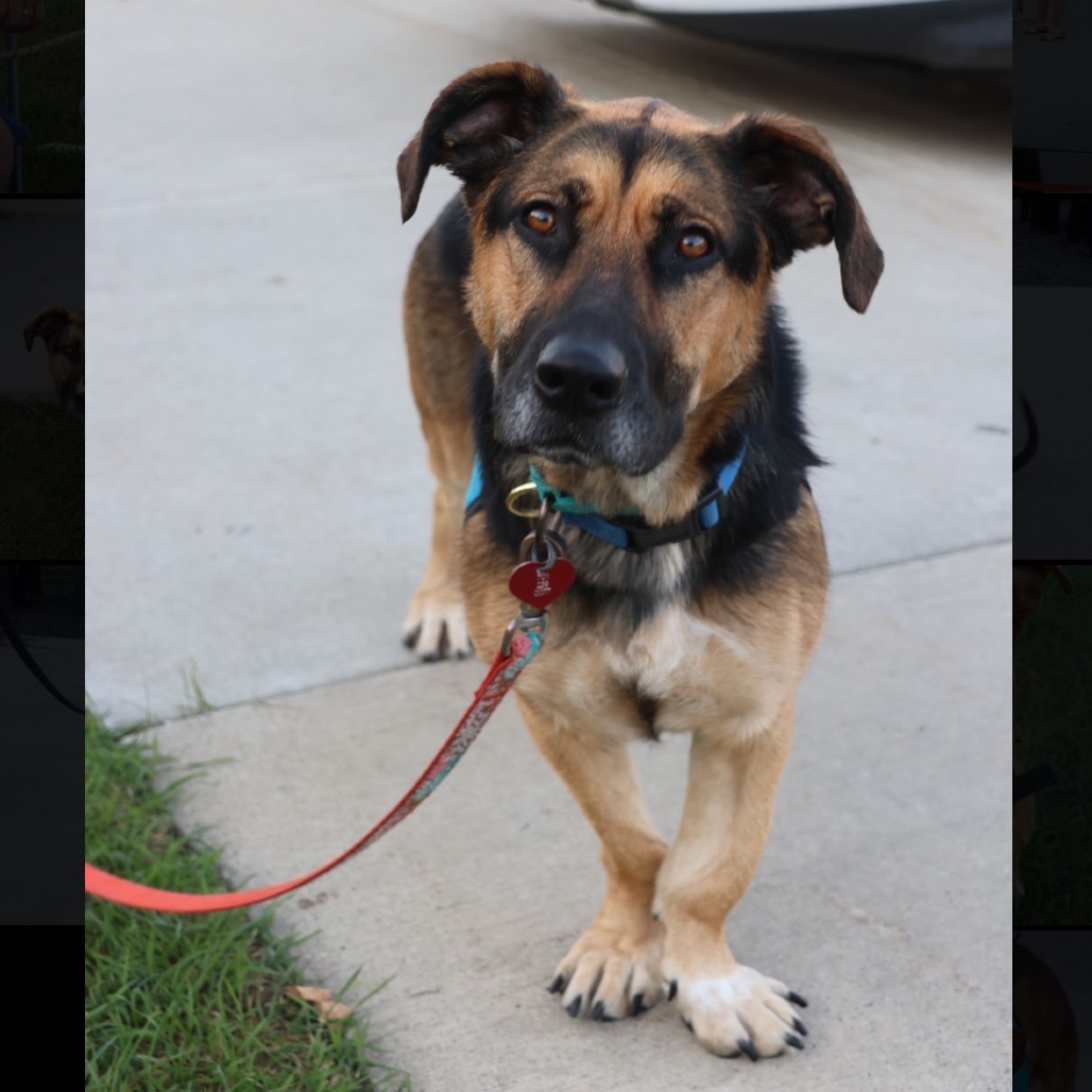 Spirit--In Foster