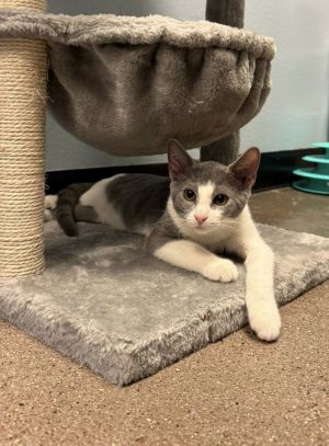 ◆Cat◆ Cats for Adoption Near Glendale, AZ | Petfinder