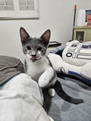 Cats for Adoption Near Glendale, AZ | Petfinder