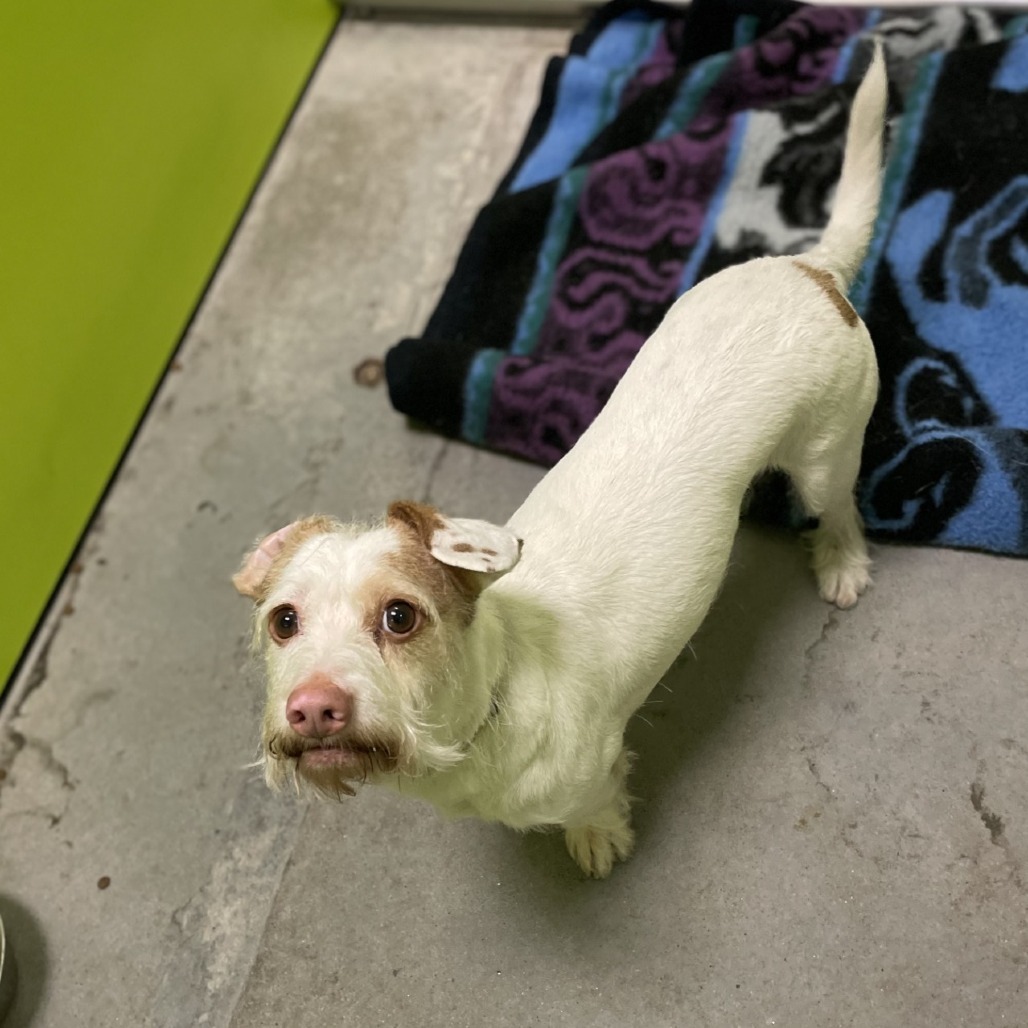 Radar, an adoptable Terrier, Mixed Breed in Spokane, WA, 99202 | Photo Image 1