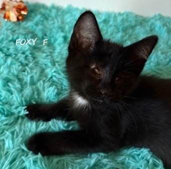 Foxy