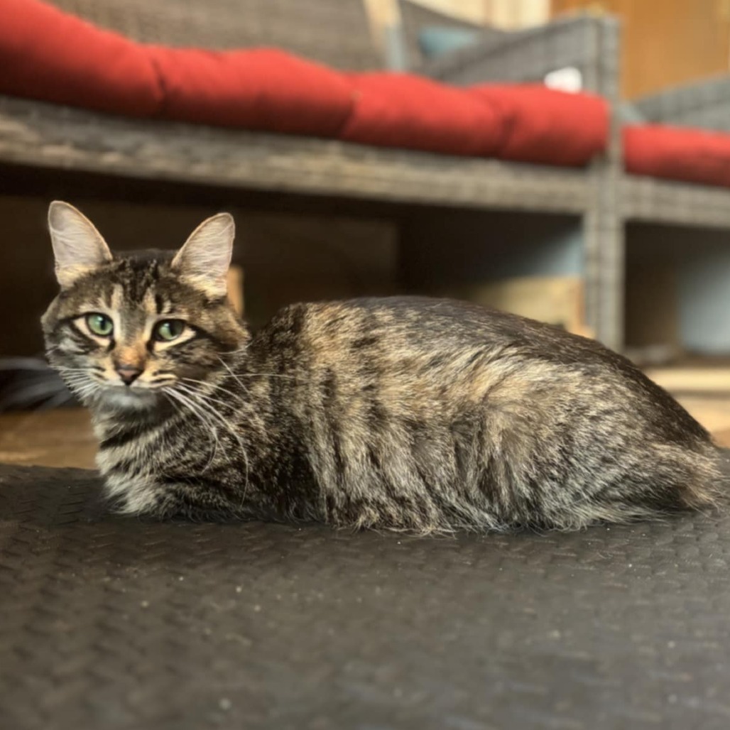 Hazel