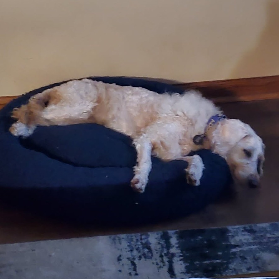 Gooberette