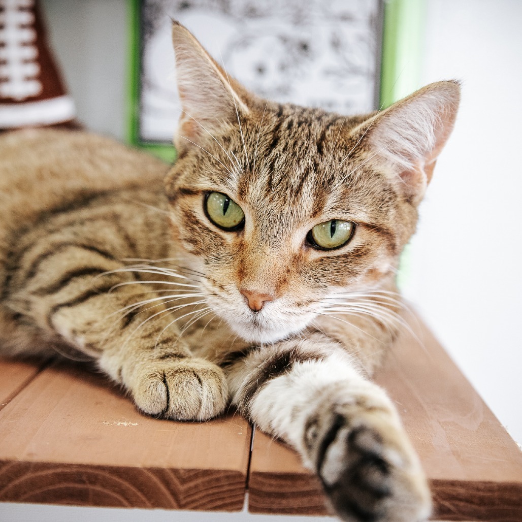 Kulu-Ya-Ku (Holland Cat Cove)