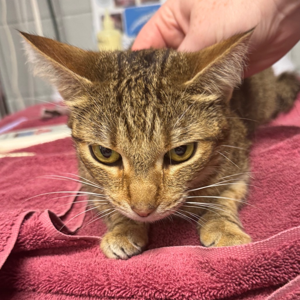 Kulu-Ya-Ku (Holland Cat Cove)