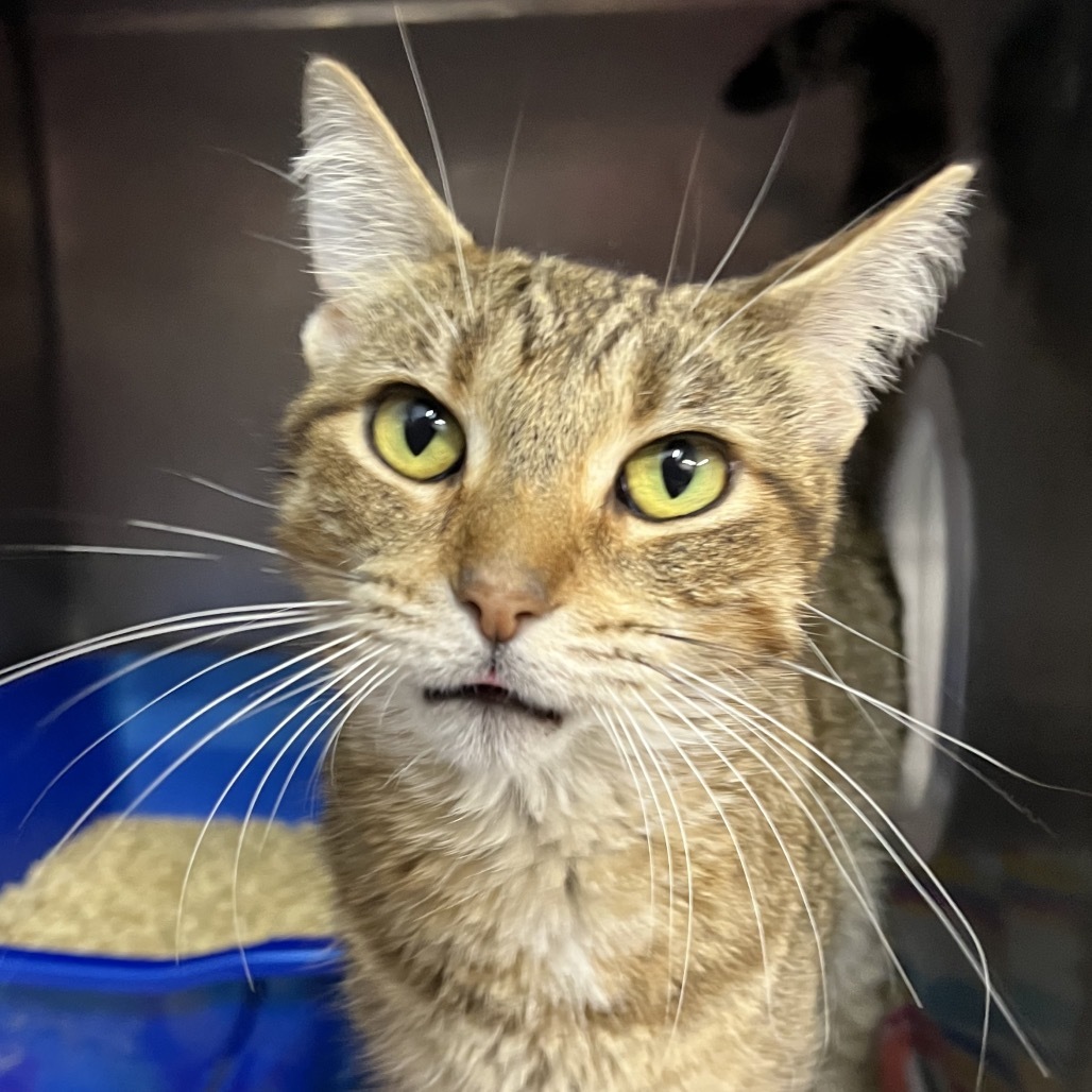 Kulu-Ya-Ku (Holland Cat Cove)