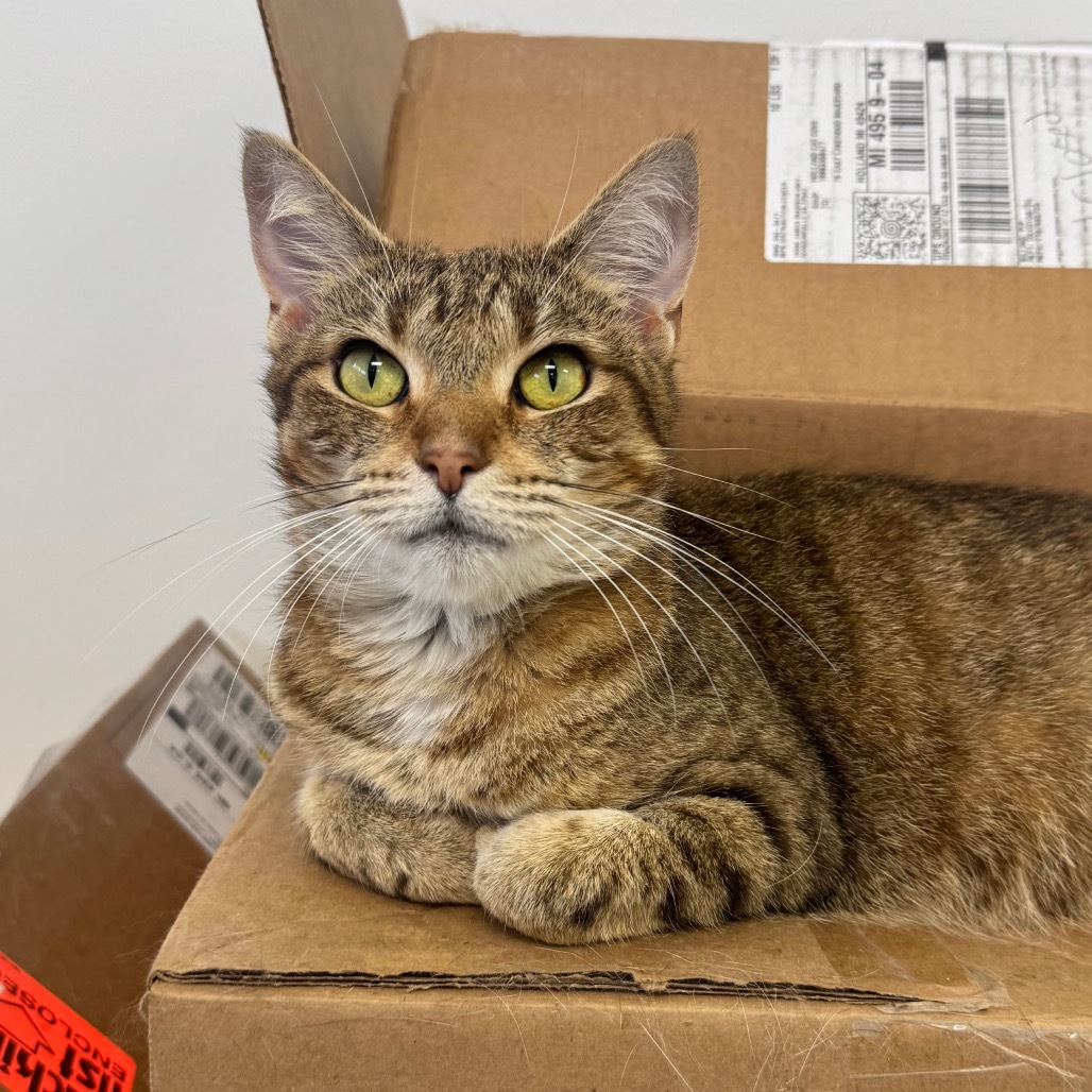 Kulu-Ya-Ku (Holland Cat Cove)