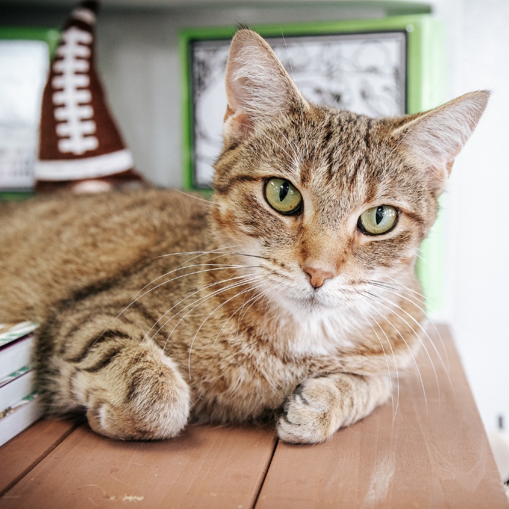 Kulu-Ya-Ku (Holland Cat Cove)