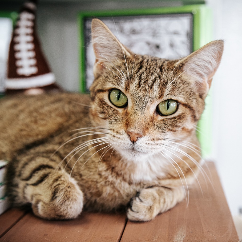 Kulu-Ya-Ku (Holland Cat Cove)