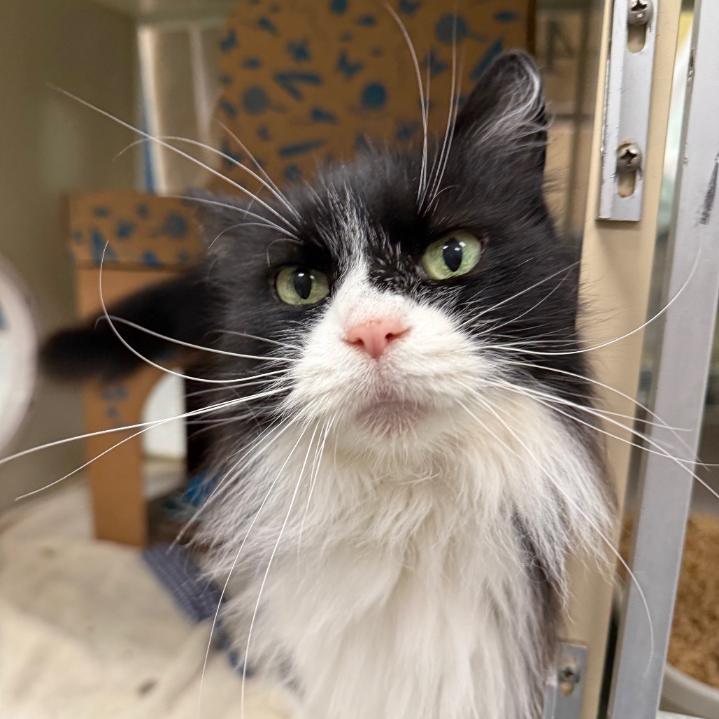 Amara (Petco)