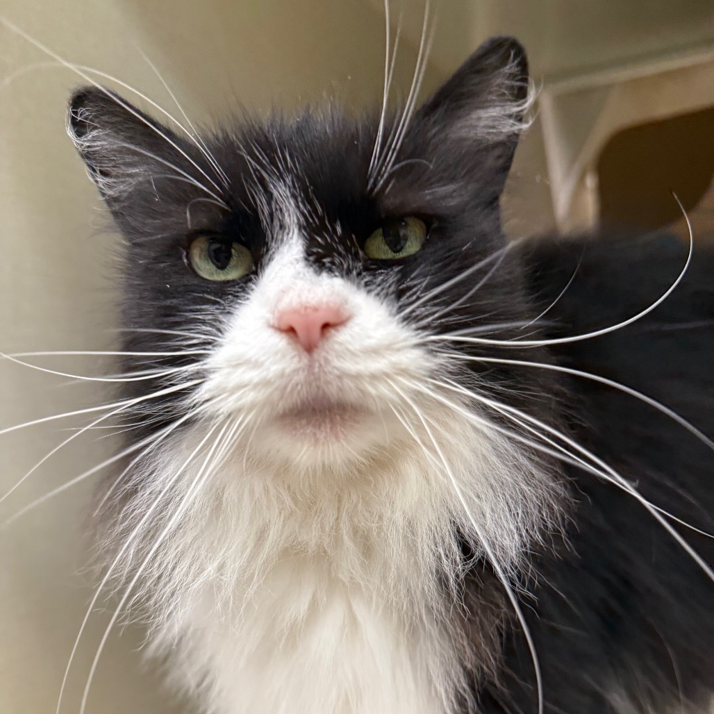 Amara (Petco)