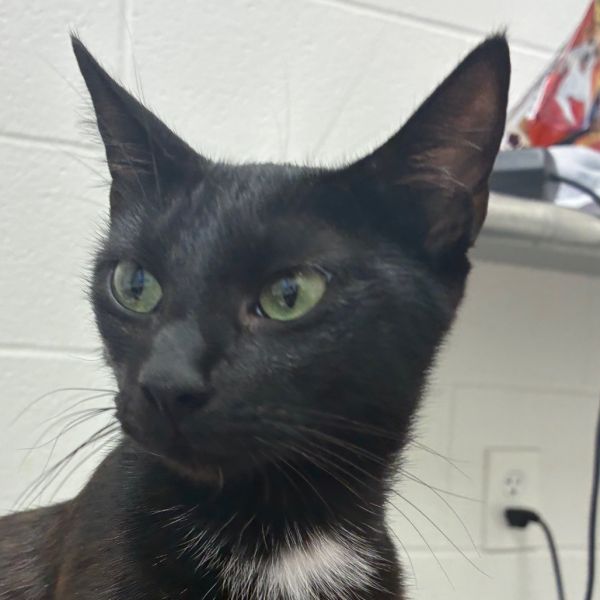 Demeowter thumbnail 2