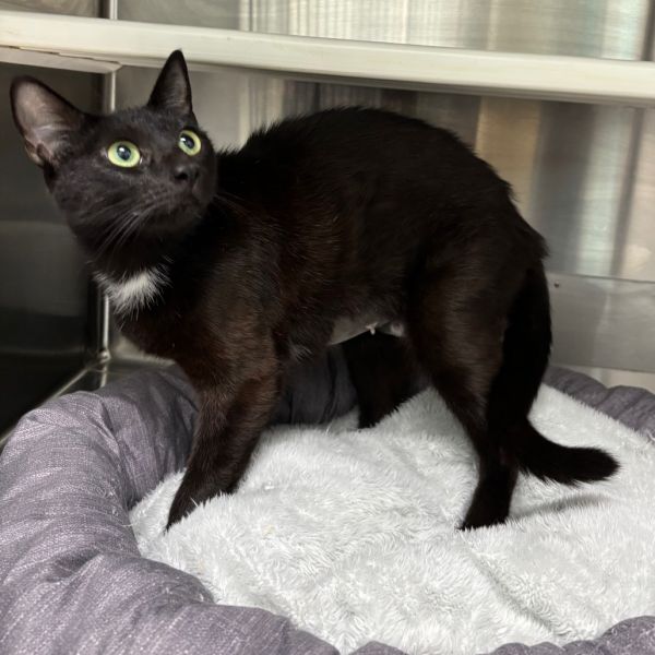 Demeowter thumbnail 3