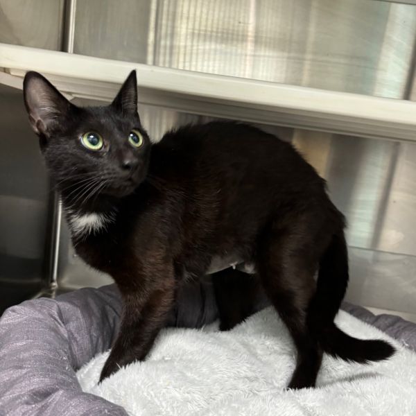 Demeowter thumbnail 4