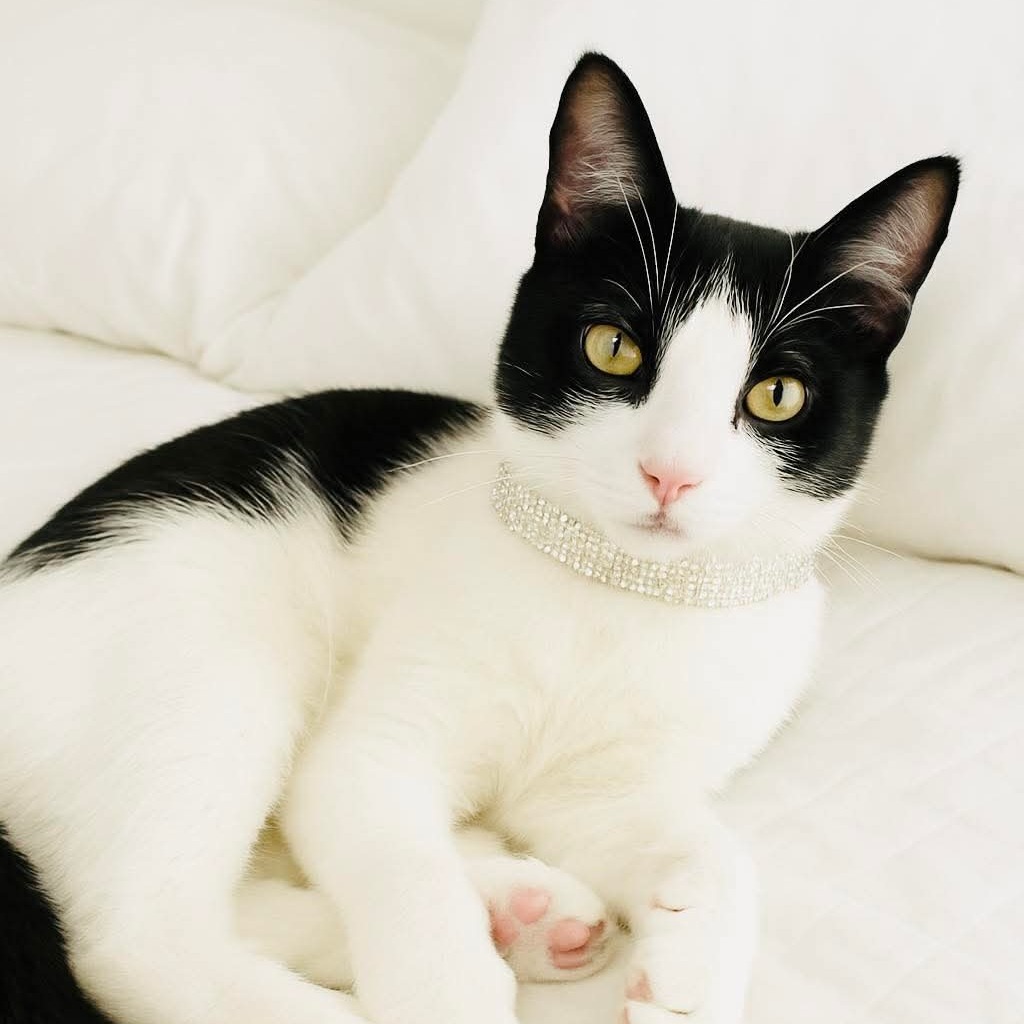 Oreo