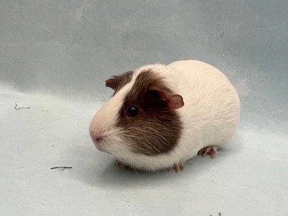 Chocolate Chip