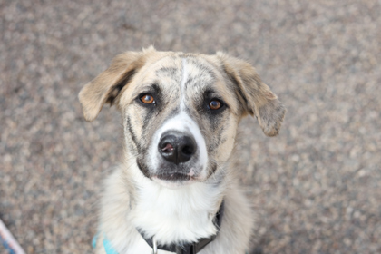 Taz
