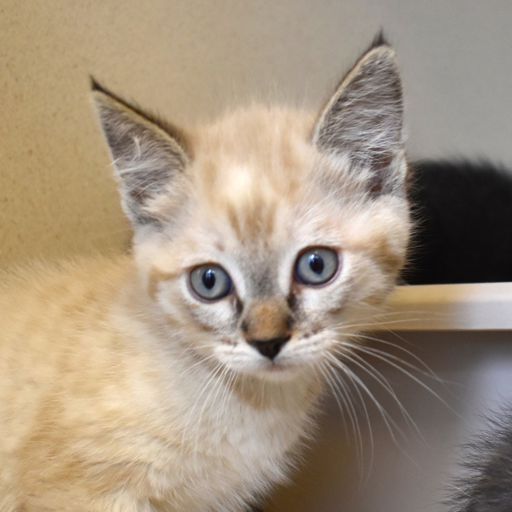 Flounder(25-2V-1), an adoptable Domestic Medium Hair in Rifle, CO, 81650 | Photo Image 1