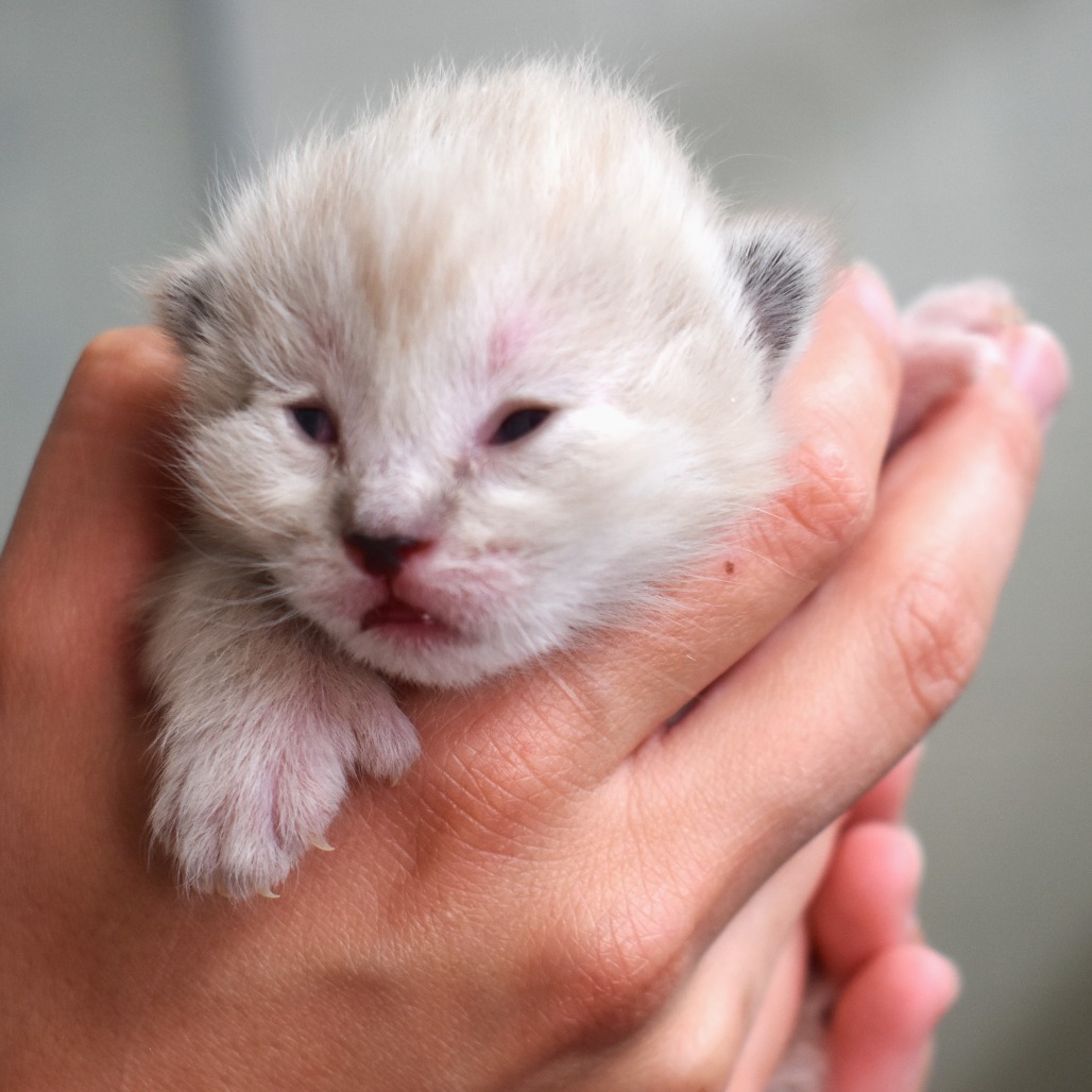 Flounder(25-2V-1), an adoptable Domestic Medium Hair in Rifle, CO, 81650 | Photo Image 2
