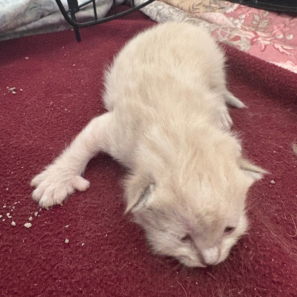 Flounder(25-2V-1), an adoptable Domestic Medium Hair in Rifle, CO, 81650 | Photo Image 3