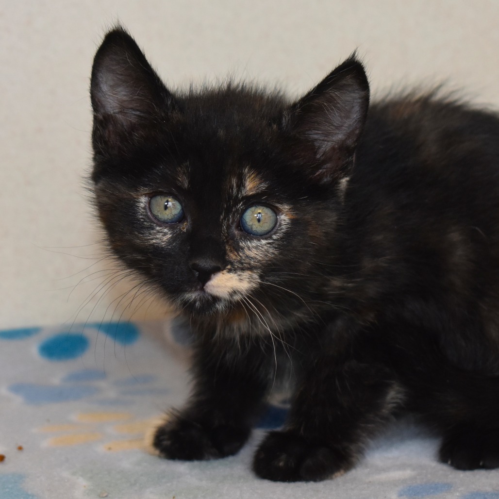 Moorish Idol (25-2V-4), an adoptable Domestic Short Hair in Rifle, CO, 81650 | Photo Image 1