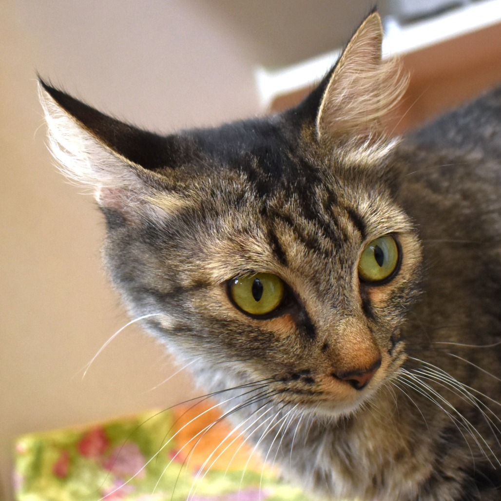 Phish (25-2V-Mom), an adoptable Domestic Medium Hair in Rifle, CO, 81650 | Photo Image 1