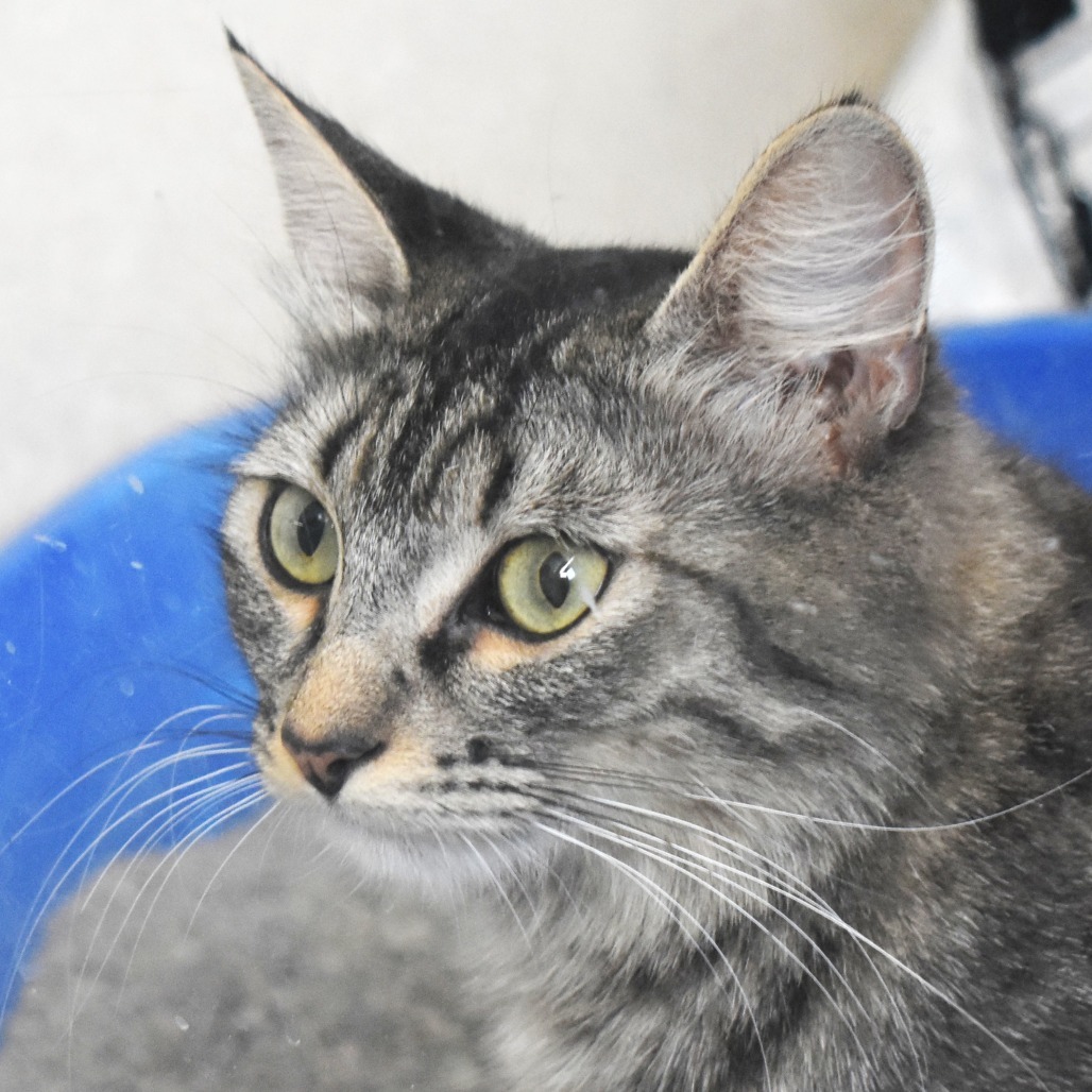 Phish (25-2V-Mom), an adoptable Domestic Medium Hair in Rifle, CO, 81650 | Photo Image 2