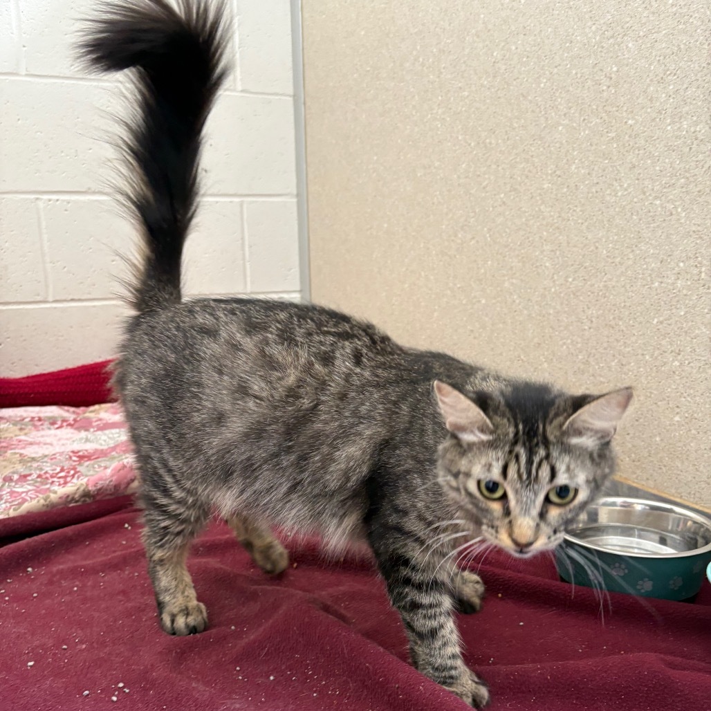 Phish (25-2V-Mom), an adoptable Domestic Medium Hair in Rifle, CO, 81650 | Photo Image 3