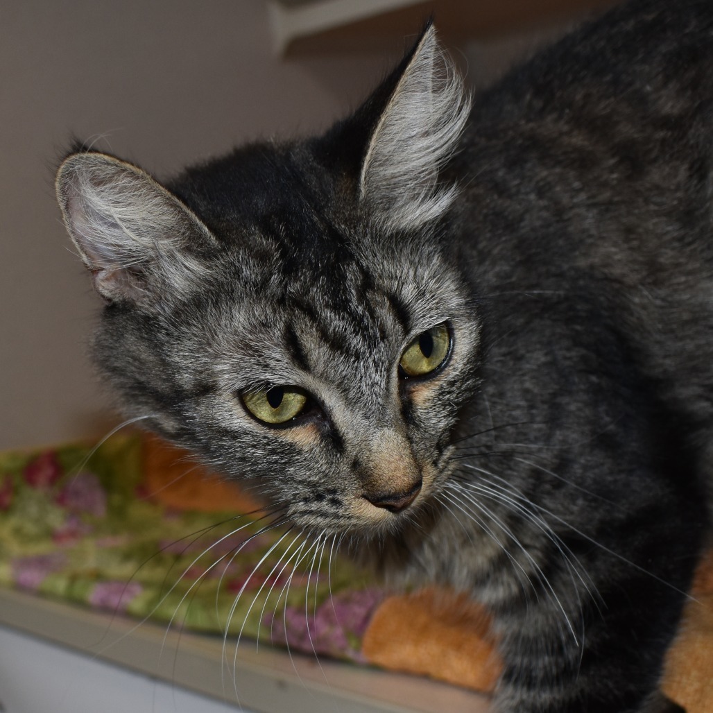 Phish (25-2V-Mom), an adoptable Domestic Medium Hair in Rifle, CO, 81650 | Photo Image 4