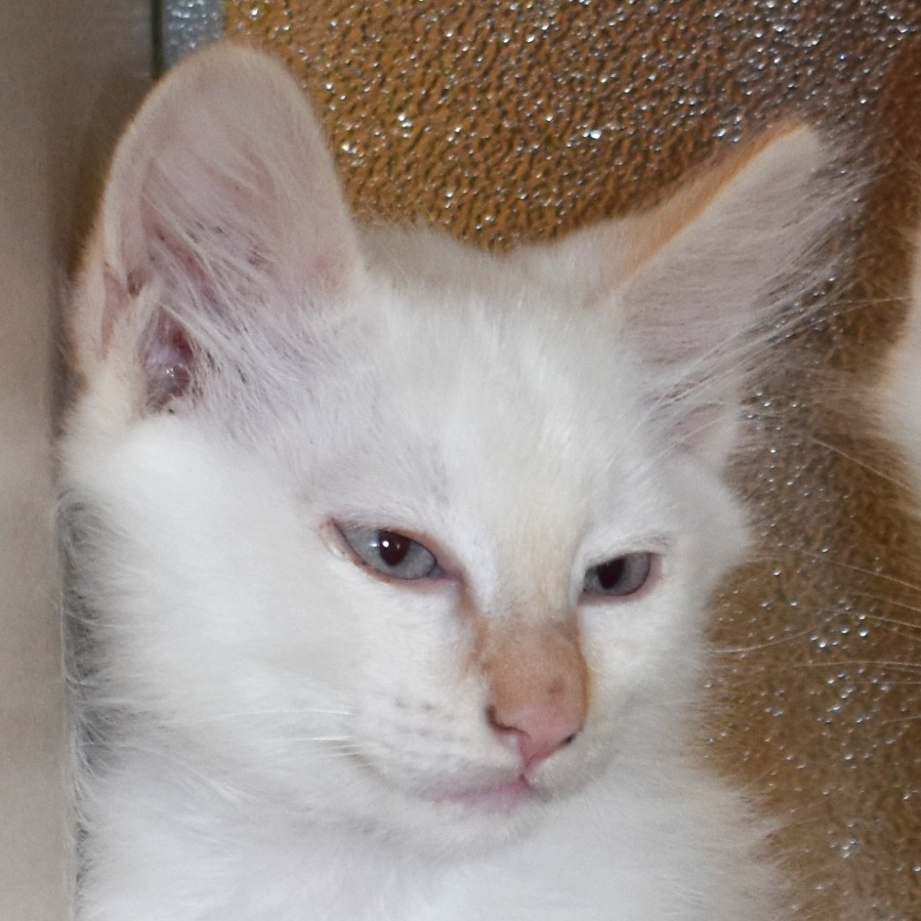 Akoya(25-2E-2), an adoptable Domestic Medium Hair in Rifle, CO, 81650 | Photo Image 1