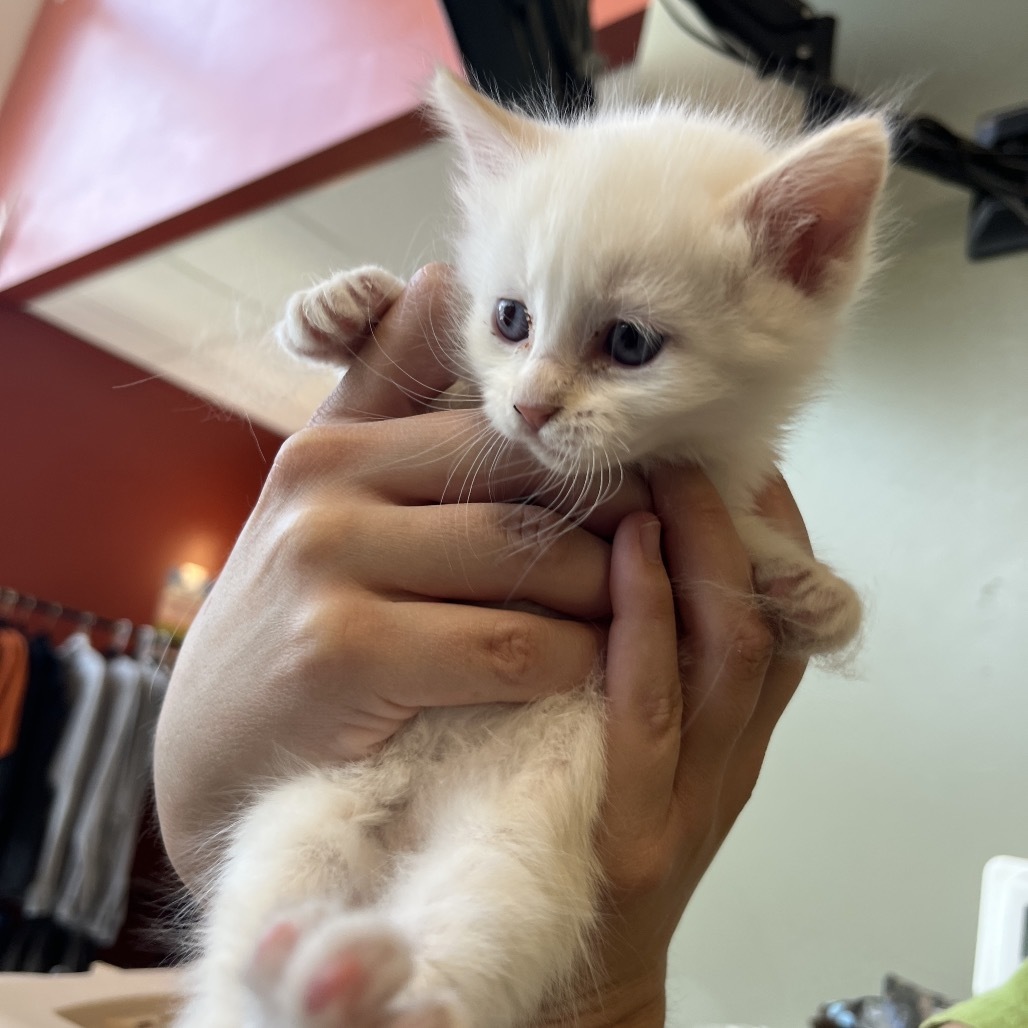 Akoya(25-2E-2), an adoptable Domestic Medium Hair in Rifle, CO, 81650 | Photo Image 2