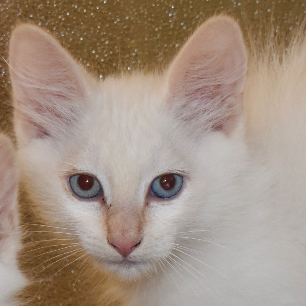 Baroque(25-2E-1), an adoptable Domestic Medium Hair in Rifle, CO, 81650 | Photo Image 1