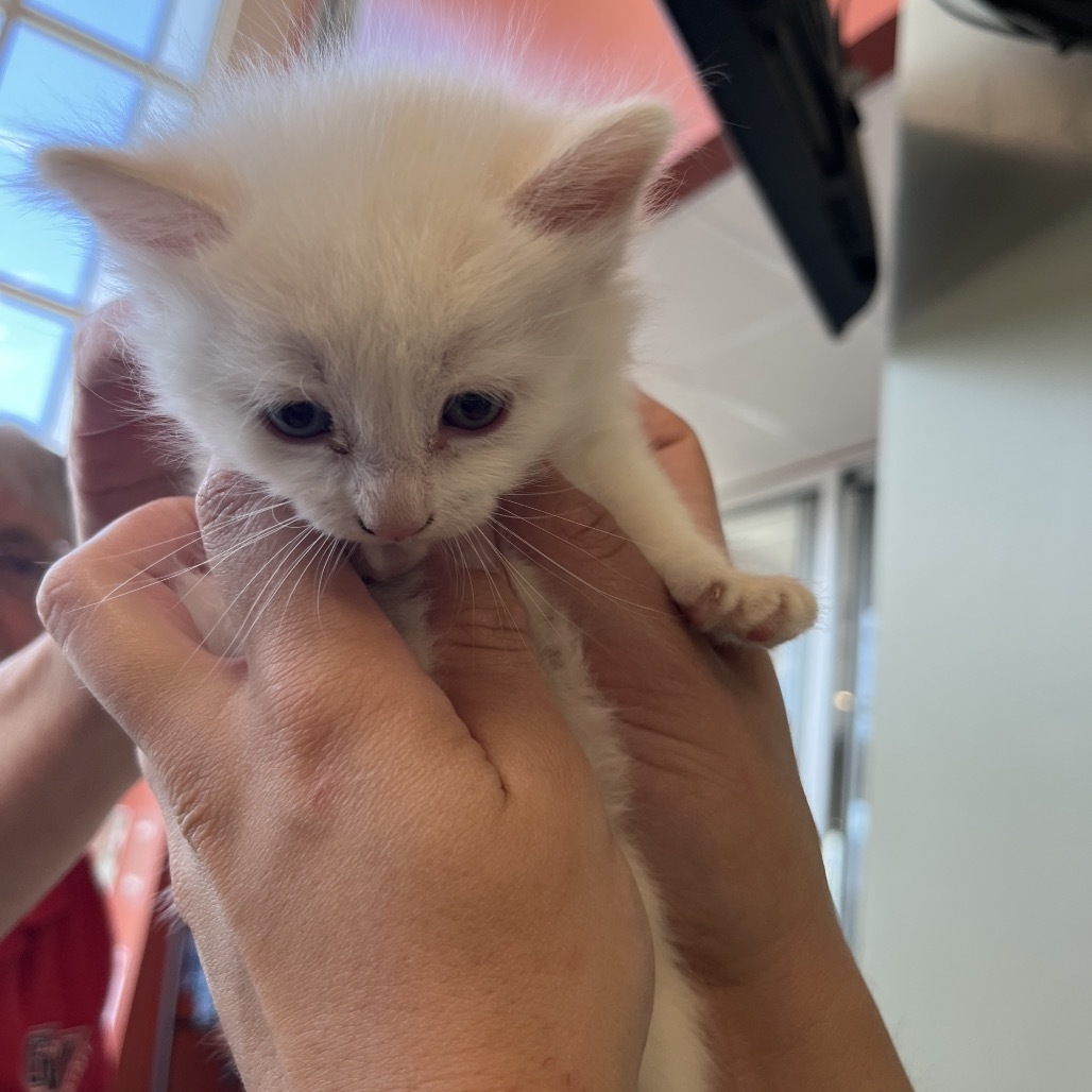Baroque(25-2E-1), an adoptable Domestic Medium Hair in Rifle, CO, 81650 | Photo Image 2