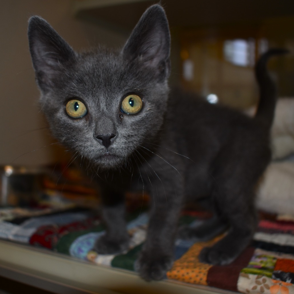Grunkus (25-3D-2), an adoptable Domestic Short Hair in Rifle, CO, 81650 | Photo Image 1
