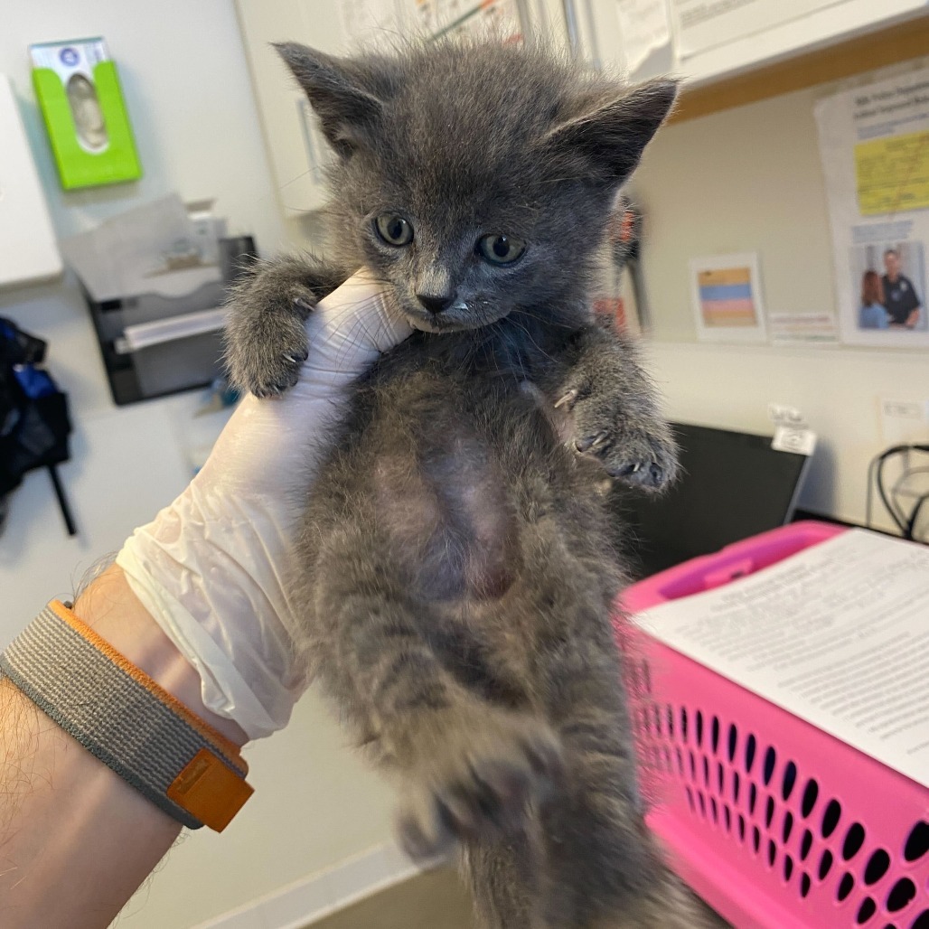 Grunkus (25-3D-2), an adoptable Domestic Short Hair in Rifle, CO, 81650 | Photo Image 2