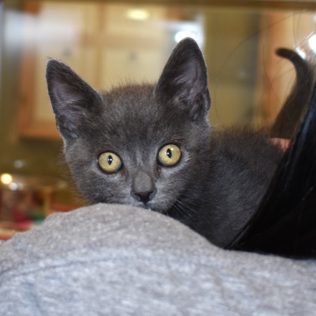 Grunkus (25-3D-2), an adoptable Domestic Short Hair in Rifle, CO, 81650 | Photo Image 3