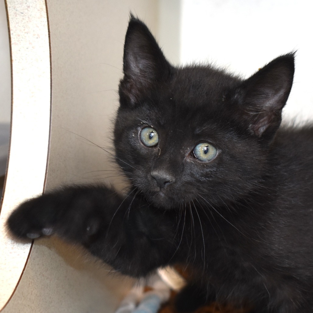 Barracuda (25-2V-3), an adoptable Domestic Short Hair in Rifle, CO, 81650 | Photo Image 1